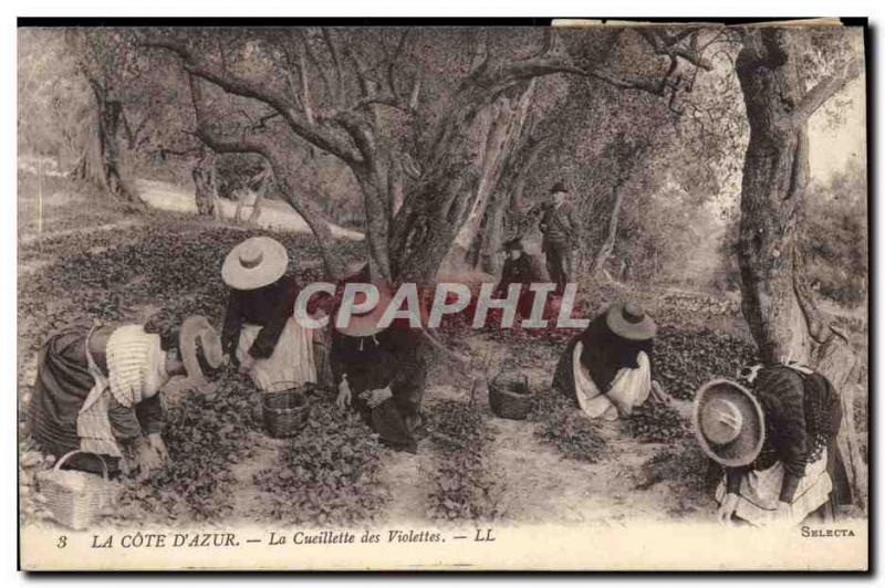 Old Postcard picking violets Cote d & # 39Azur