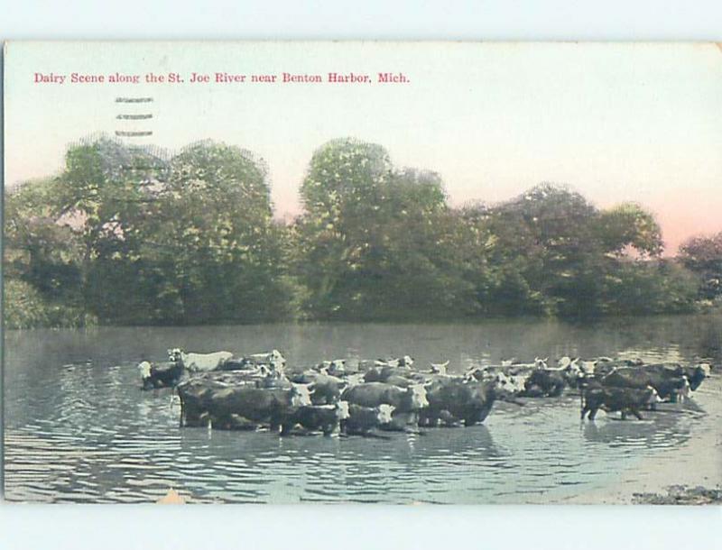 Divided-Back DAIRY COWS IN THE RIVER Benton Harbor Michigan MI HM6908