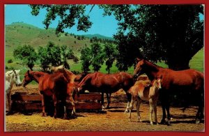 Spring Scene At A Horse Ranch - [MX-1156]