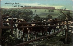 South Hope Maine ME Cows Cattle Farm Farming c1910 Vintage Postcard
