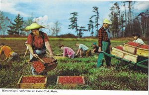 Harvesting Cranberries on Cape Cod Massachusetts