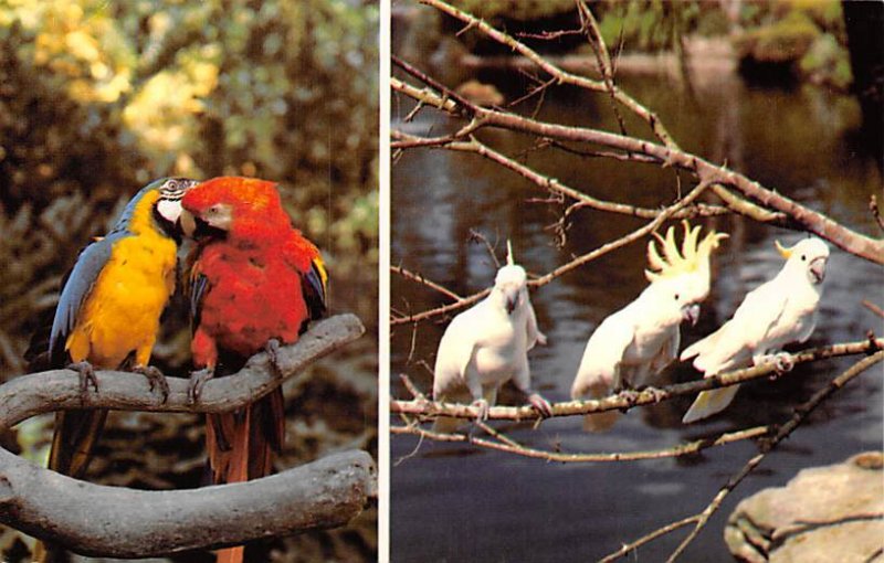 Strictly For The Birds Busch Gardens, Tampa Florida Parrot unused 