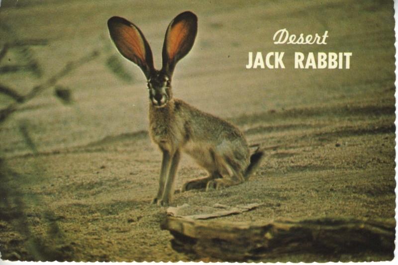 Desert Jack Rabbit AZ Arizona Vintage Postcard D11