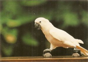 Animals Parrot Bird Nice modern Spanish photo  postcard