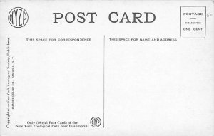 Indian Elephant, New York Zoological Park New York, USA Elephant Postcard