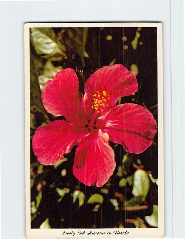 Postcard Lovely Red Hibiscus in Florida