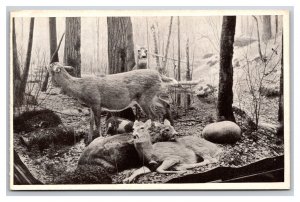 Northern White Tailed Deer Field Museum Chicago Illinois IL UNP DB Postcard Q24