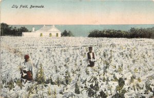 uk42229 bermuda lily field