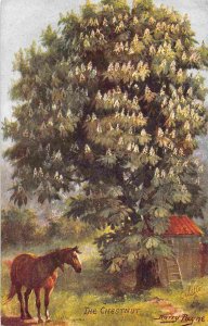 Chestnut Tree Harry Payne Artist Signed Spring Blossoms Series Tuck postcard