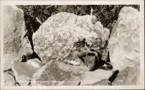 Lake Tahoe CA California Chipmunk Real Photo Postcard