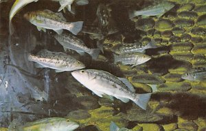 Kelp Bass La Jolla, California, USA Fish / Sea Mammals Unused 