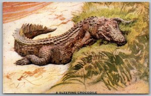 Teddy Roosevelt Africa Tour 1909 Postcard Sleeping Crocodile