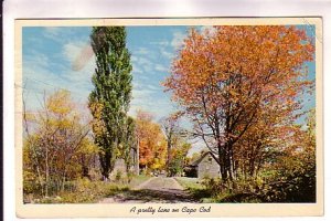 A Pretty Lane on Cape Cod, Massachusetts, Used 1968