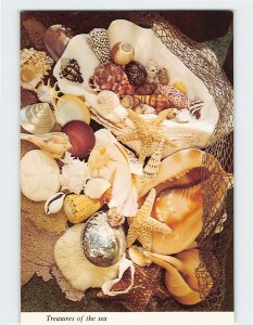 Postcard Treasures of the Sea Beautiful Seashells Florida USA