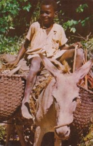 Jamaica The Little Woodman Riding Donkey Going To Market