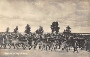 Reindeer Herd Lapland Sweden 1910c postcard