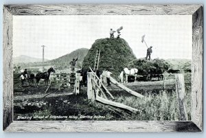 Australia Postcard Stacking Wheat of Goomburra Vanley Darling Downs 1915