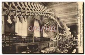 Monaco Oceanographic Museum Old Postcard Zoological Baleineopteres Whale Whal...