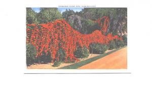 Gorgeous Flame Vine, Florida,