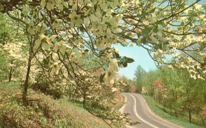 Vintage Postcard White Pink Dogwood Spring Hungry Mother State Park Virginia VA