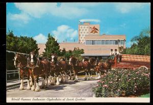 World Famous Budweiser Clydesdales at Busch Gardens