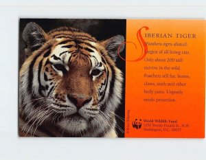 Postcard Siberian Tiger, World Wildlife Fund, Washington, District of Columbia