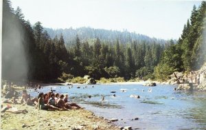 Eel River, Richardson Grove State Park, Calif. Vintage Postcard P99