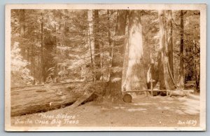 RPPC  Santa Cruz  California  Three Sisters Big Trees  Real Photo  Postcard