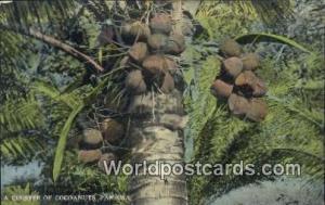 Panama Panama Cluster of Cocoanuts 