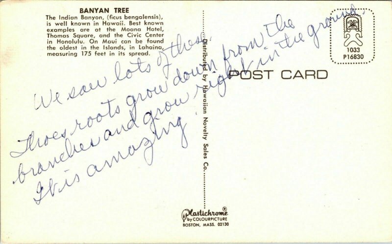 Banyan Tree Indian Hawaii HI Postcard Plastichrome UNP VTG WOB Note Vintage 