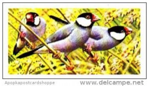 Brooke Bond Trade Card Tropical Birds No 43 Java Sparrow