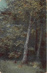 A095 Landscape Langerwehe 1913 Tall trees Forest grass nature vintage postcard