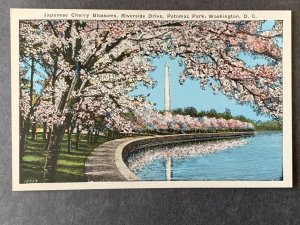 Japanese Cherry Blossoms Potomac Park Washington D.C. Litho Postcard H1202083522