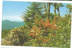 Great Smoky Mountains National Park Views ( 3 cards )