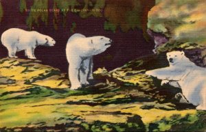 Polar Bears Cincinnati Zoo Ohio Kraemer Art 1949