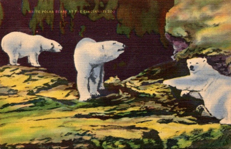 Polar Bears Cincinnati Zoo Ohio Kraemer Art 1949