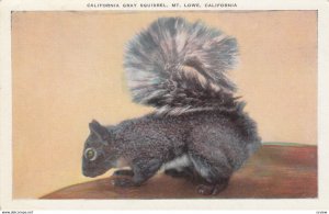 MT LOWE , California , 00-10s ; Gray Squirrel