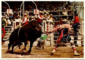 Canada Calgary Exhibition and Stampede Brahma Bull Riding