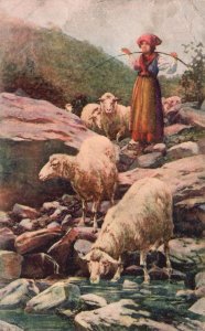Florence Italy, Al Ruscello Firenze Mountain Living Sheep River Vintage Postcard