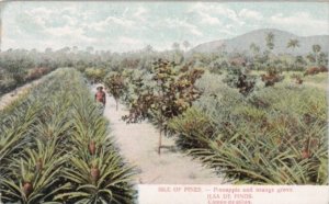 Cuba Isle Of Pines Pineapple and Orange Grove