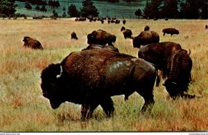 Monarch Of The Plains Buffalo In The Black Hills Of South Dakota and Wyoming