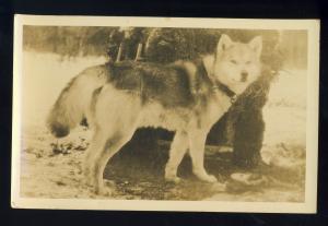 Photo Postcard, Old Grist Mill Dog Bread, Sled Dog Breed, 1929!