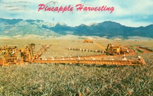 Vintage Postcard 1970 Pineapple Harvesting Libbys Modern Machinery King of Fruit