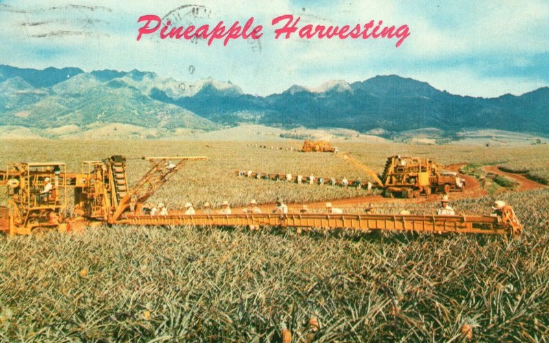 Vintage Postcard 1970 Pineapple Harvesting Libbys Modern Machinery King