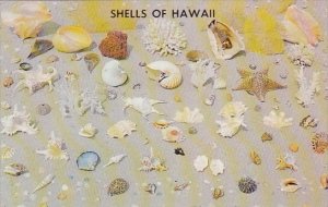 Hawaii Honolulu This Beautiful Collection Of Shells