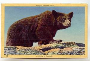 Closeup of Brown Bear, a Native of Yosemite National Park,