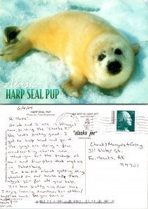 Harp Seal Pup(12720