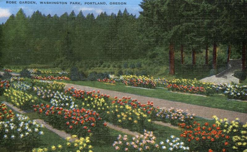 Rose Garden at Washington Park - Portland OR, Oregon - Linen