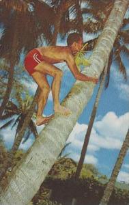 Hawaii Honolulu Cocopalm Climber