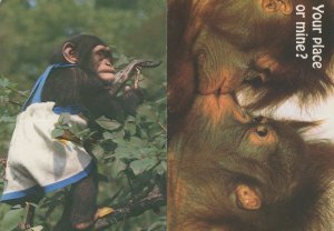 Chimpanzee Gardener Kissing Comic 2x Postcard s